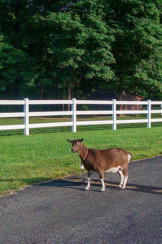 goat-horse-pasture-fence A goat in front of a horse pasture fence.