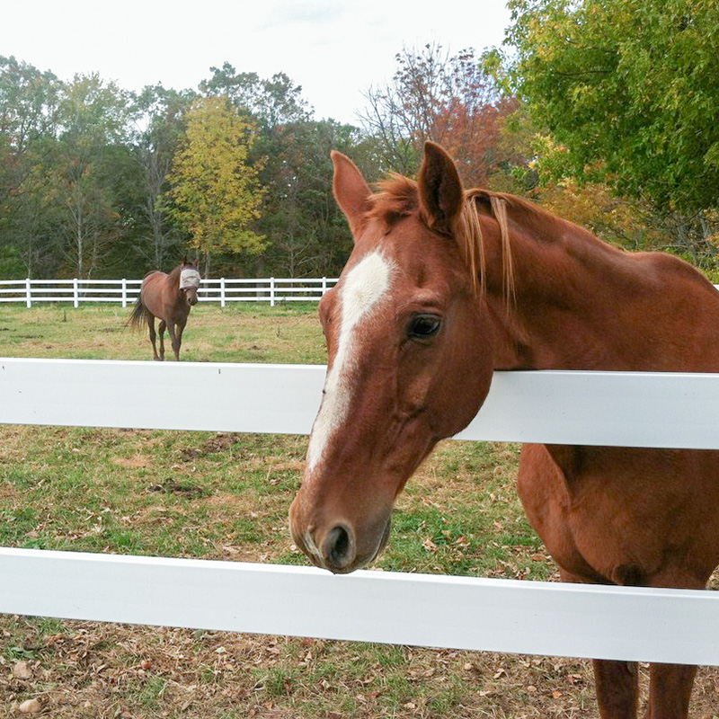 horse-with-head-over-fence A horse hangs its head over a three rail fence.